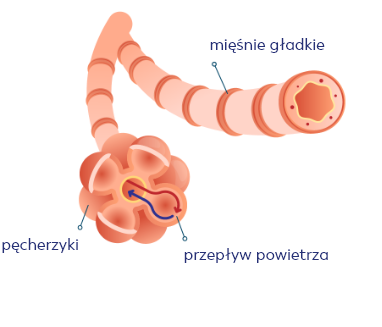 Oskrzela prawidłowe